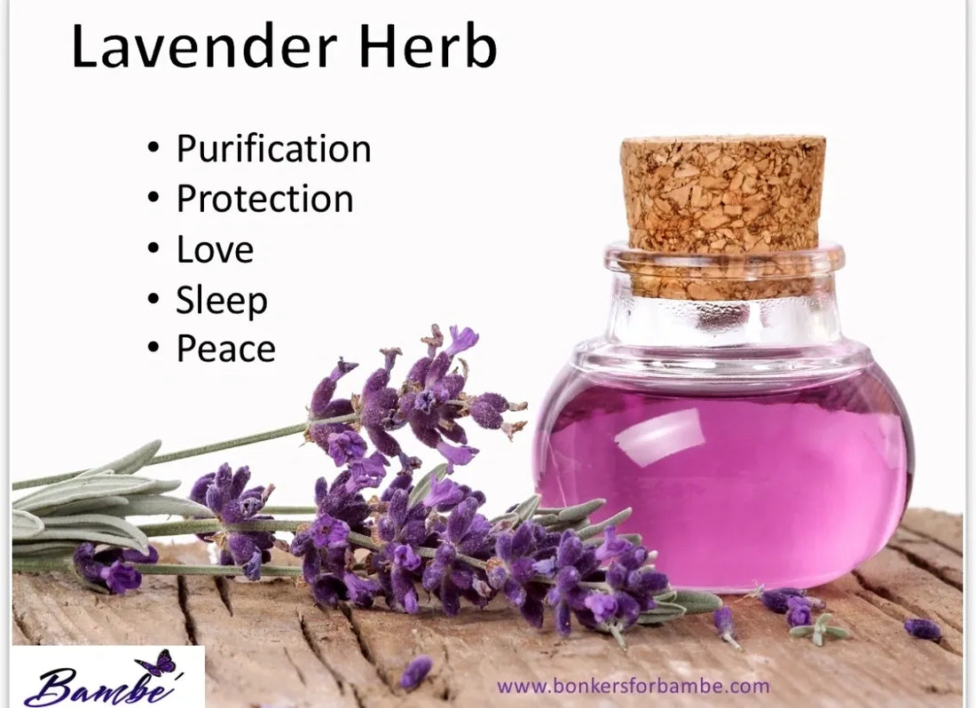 LAVENDER HERB BENEFITS